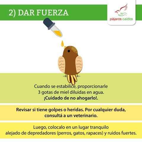 Orientación para dar fuerza a un ave rescatada