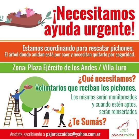 Campaña urgente de rescate de pichones