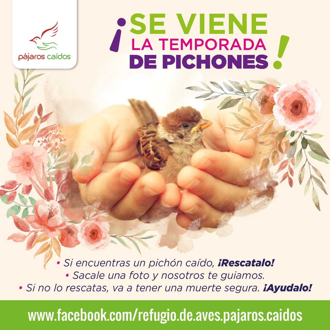 Campaña sobre temporada de pichones