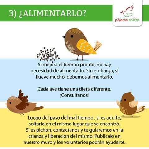 Guía de alimentación y rehabilitación