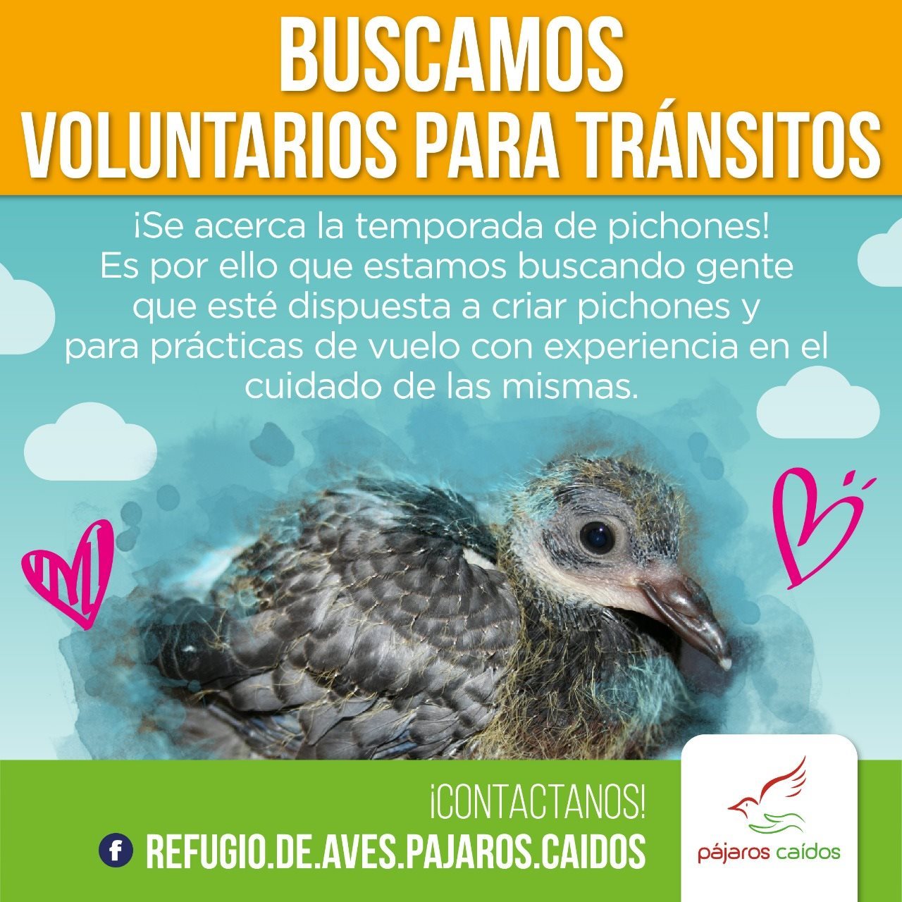 Campaña de voluntarios para tránsitos de pichones